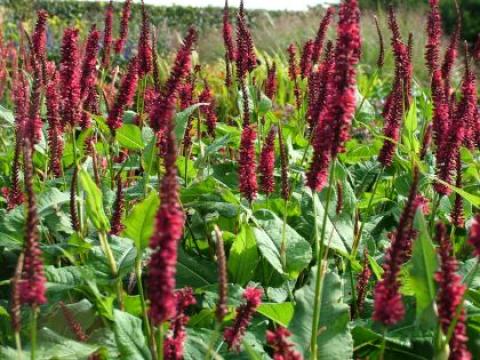 Persicaria amplexicaulis 'Blackfield' ®