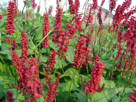 Persicaria amplexicaulis 'J.S.Caliente' ®