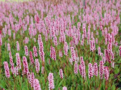 Persicaria affine 'Darjeeling Red'