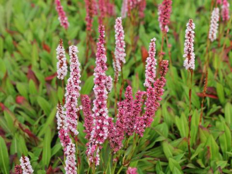 Persicaria affine 'Donald Lowndes'