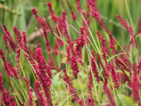 Persicaria amplexicaulis 'Dark Red'