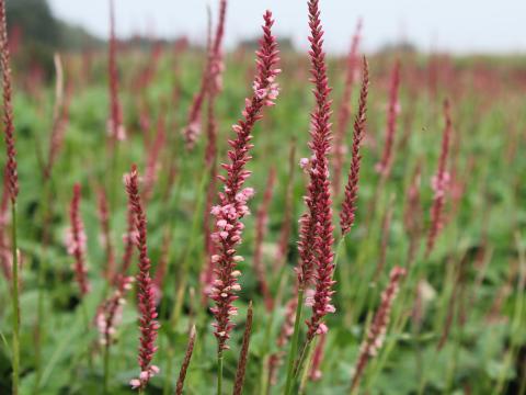 Persicaria amplexicaulis 'Fascination'