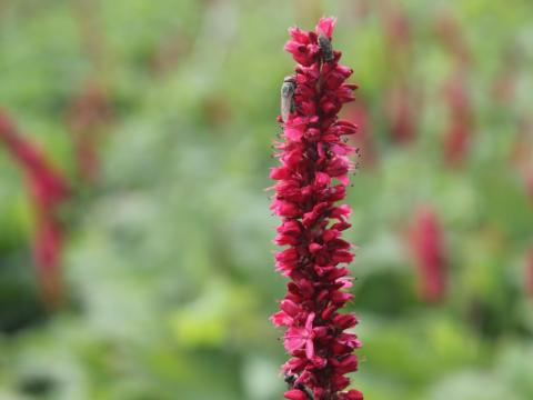 Persicaria amplexicaulis 'Fat Domino' ®