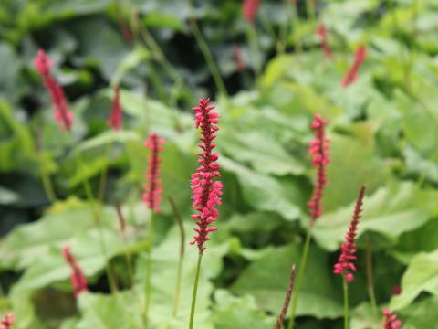 Persicaria amplexicaulis 'Firedance'