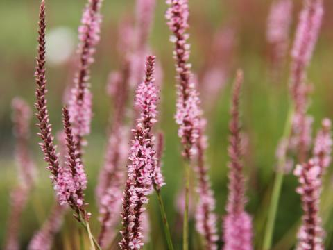 Persicaria amplexicaulis 'Fine Pink'