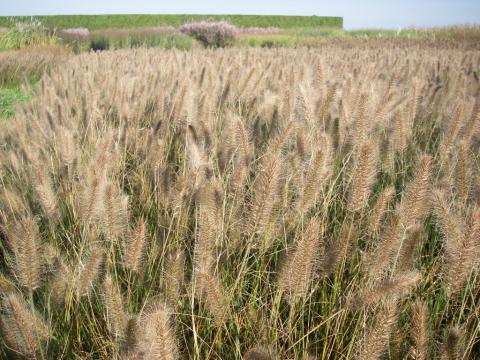 Pennisetum alopecuroides 'Hameln' 2l.