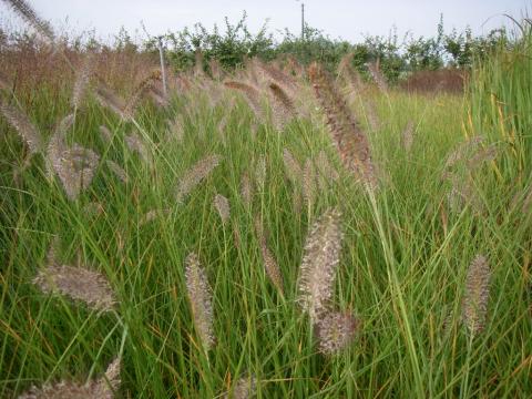 Pennisetum alopecuroides 'Herbstzauber'