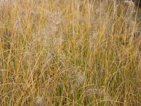 Pennisetum alopecuroides 'Hameln Gold'