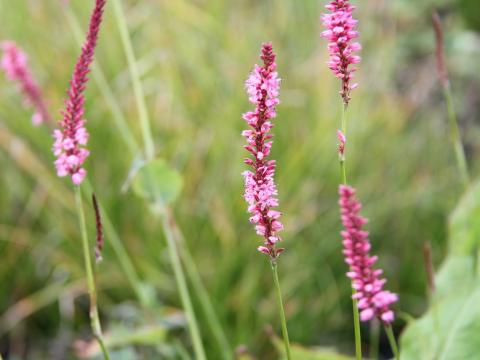 Persicaria amplexicaulis 'High Society'