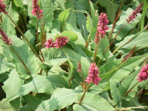 Persicaria amplexicaulis 'Inverleith'