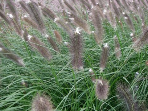 Pennisetum alopecuroides 'Japonicum' Pennisetum alopecuroides 'Japonicum'