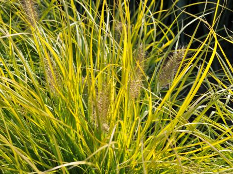 Pennisetum alopecuroides 'Jommenik' PBR