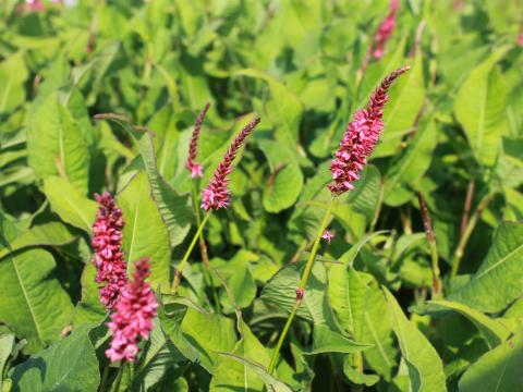 Persicaria amplexicaulis 'J.S.Calor' ®