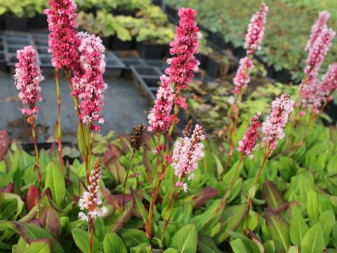 Persicaria affine 'Kabouter'