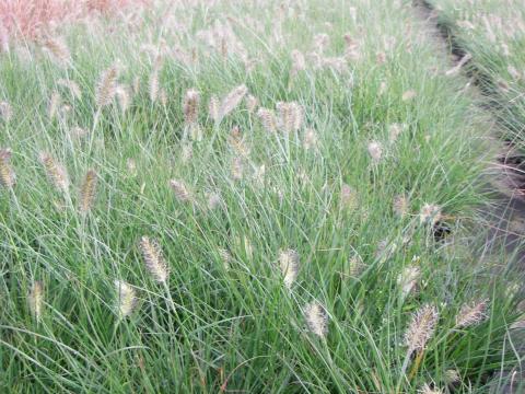 Pennisetum alopecuroides 'Little Bunny' 2l.