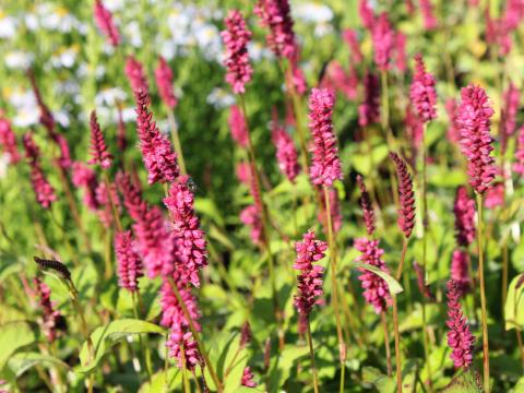 Persicaria amplexicaulis 'Lisan'