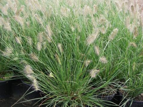 Pennisetum alopecuroides