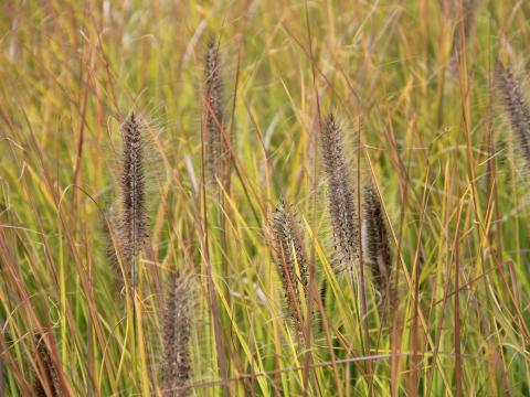 Pennisetum alopecuroides 'Moudry'