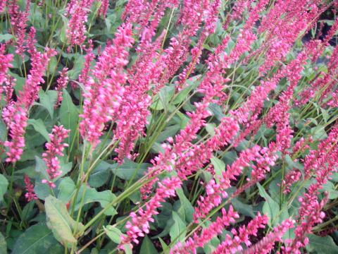 Persicaria amplexicaulis 'Orange Field' PBR