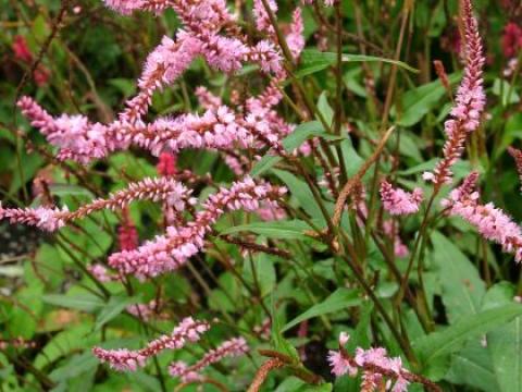 Persicaria amplexicaulis 'Pink Elephant' PBR