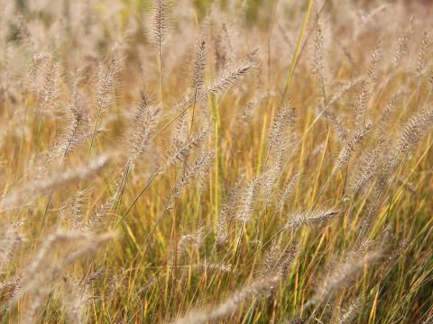 Pennisetum alopecuroides 'Piglet'