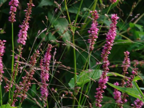 Persicaria amplexicaulis 'Pinkfield'