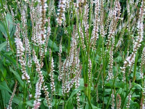 Persicaria amplexicaulis 'Pink Mist'