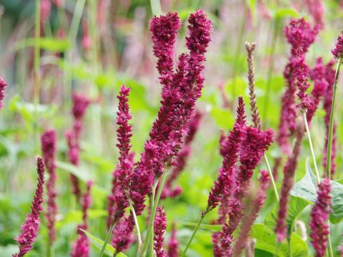 Persicaria amplexicaulis 'Purple Spears'