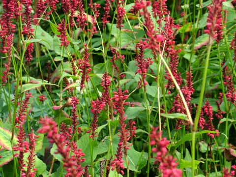 Persicaria amplexicaulis 'Red Baron'