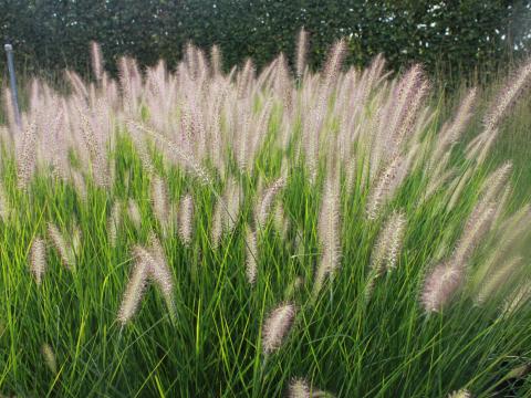 Pennisetum alopecuroides 'Reborn'