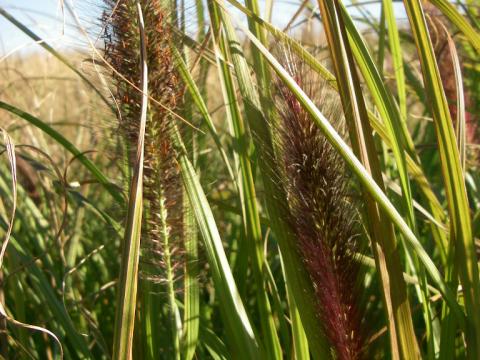 Pennisetum alopecuroides 'Red head'