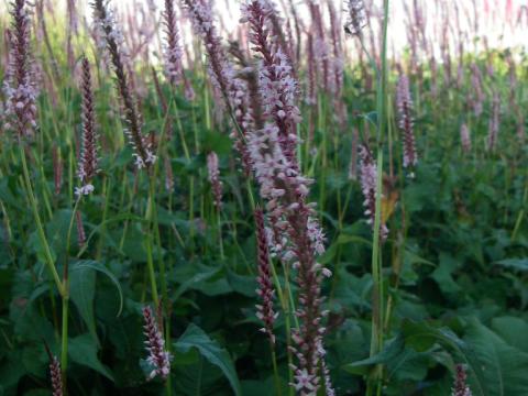 Persicaria amplexicaulis 'Rosea'