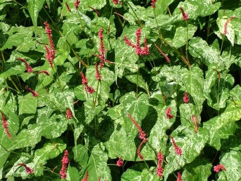Persicaria amplexicaulis 'Spotted Eastfield'