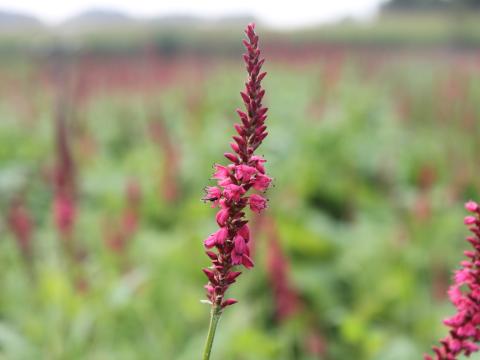 Persicaria amplexicaulis 'Speciosa'