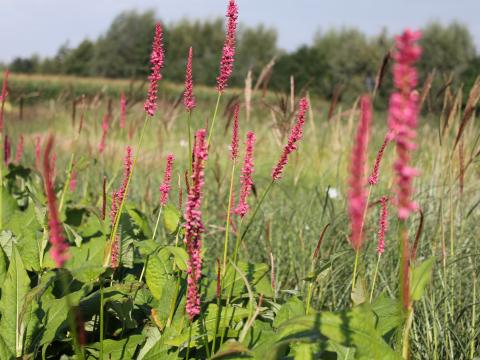 Persicaria amplexicaulis 'Summer Dance'