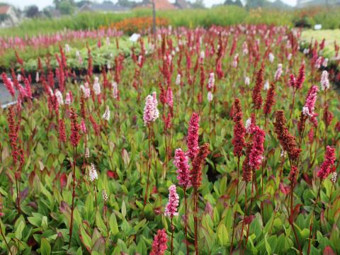 Persicaria affine 'Superba'