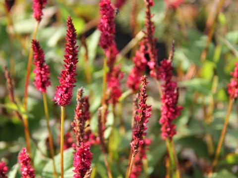 Persicaria amplexicaulis 'Vesuvius'