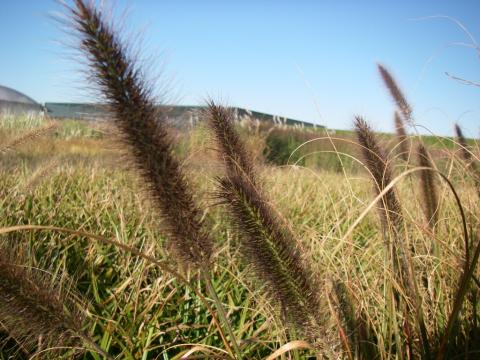 Pennisetum alopecuroides 'Viridescens'