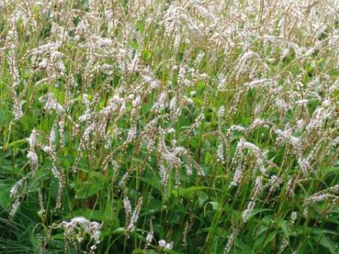 Persicaria amplexicaulis 'White Eastfield' ®