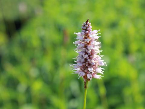 Persicaria bistorta