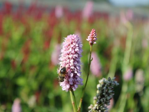 Persicaria bistorta 'Superba'