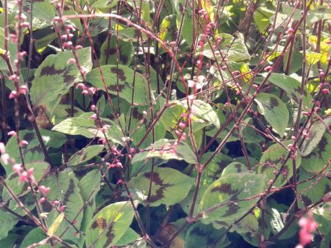 Persicaria filiformis