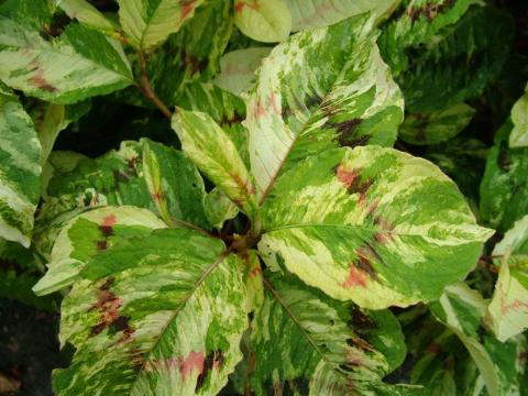 Persicaria filiformis 'Painter's Palette'