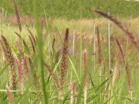 Pennisetum incomptum