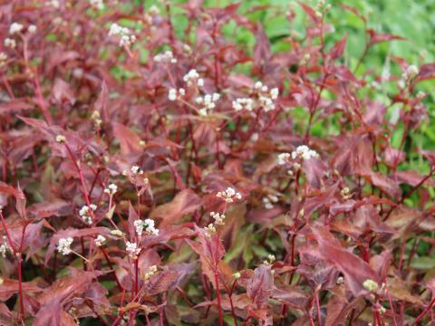 Persicaria microcephala 'Red Dragon'  PBR