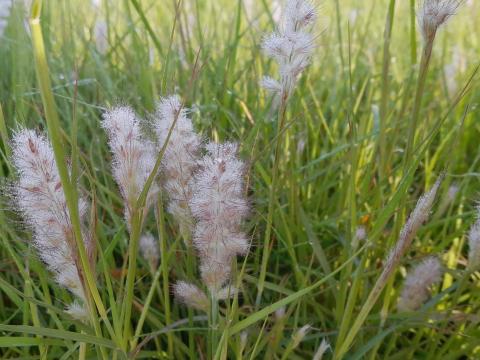 Pennisetum orientale 'Dance With Me' PBR