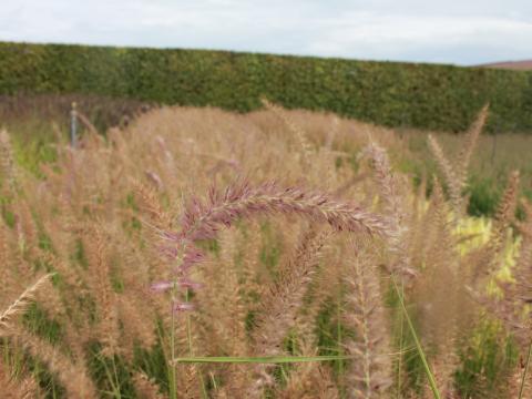 Pennisetum orientale 'Flamingo'