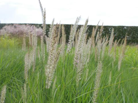 Pennisetum orientale 'Fairy Tails'