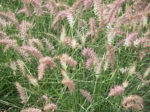 Pennisetum orientale 'Karley Rose'