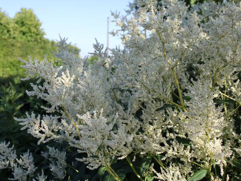 Persicaria polymorpha